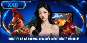Trực Tiếp Đá Gà Thomo - Xem Diễn Biến Thực Tế Mỗi Ngày